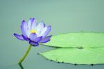 莲花 