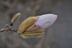 木兰花 
