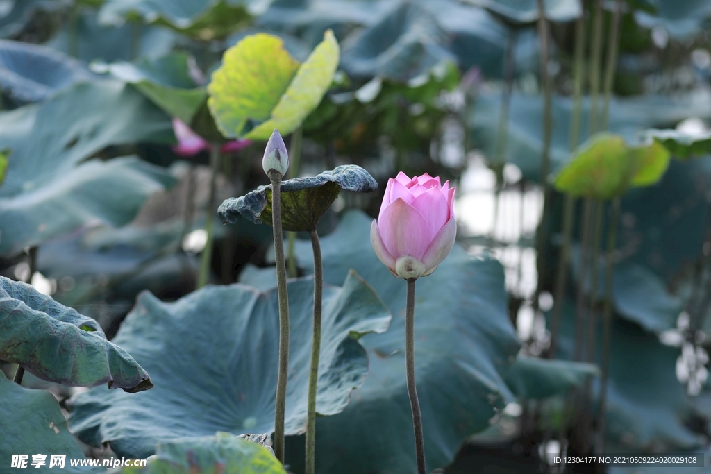 莲花