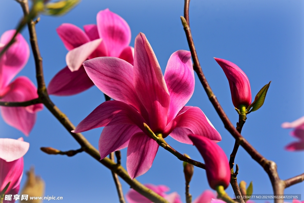 木兰花