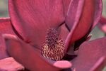 木兰花 