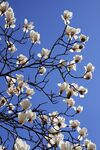 木兰花 