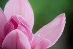 莲花