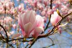 木兰花 