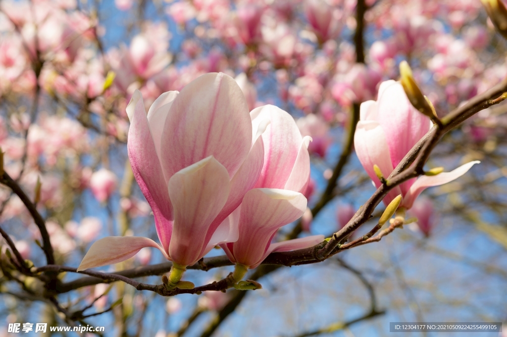 木兰花 
