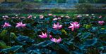 莲花 