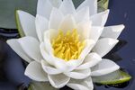 莲花