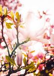 木兰花