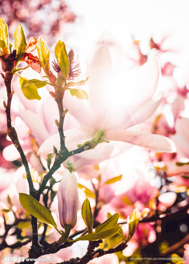 木兰花