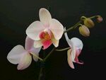 兰花 