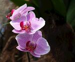 兰花  