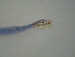 鳄鱼