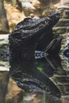 鳄鱼