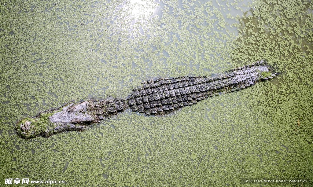 鳄鱼