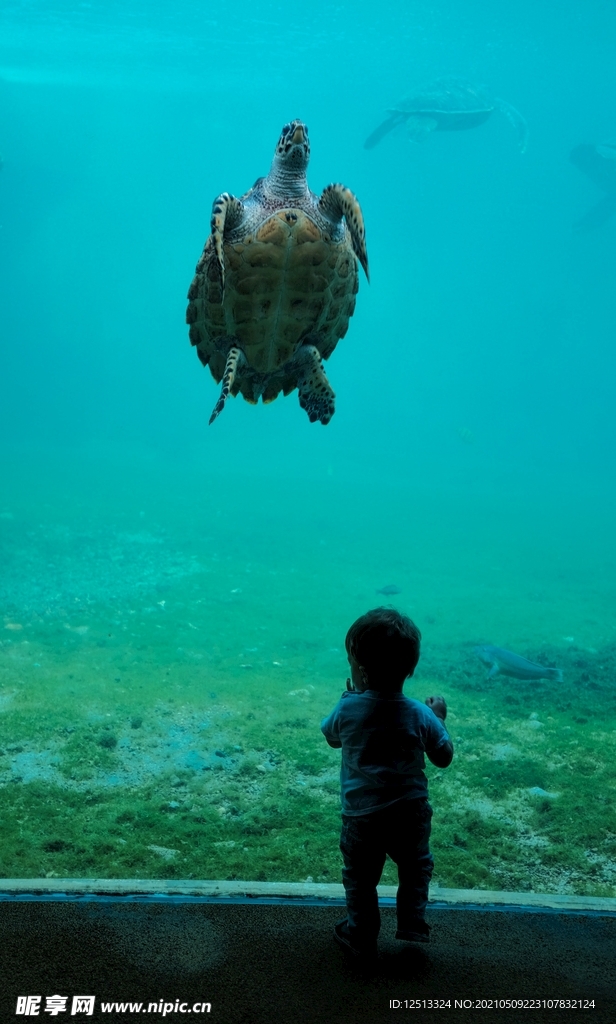 海龟