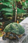 乌龟