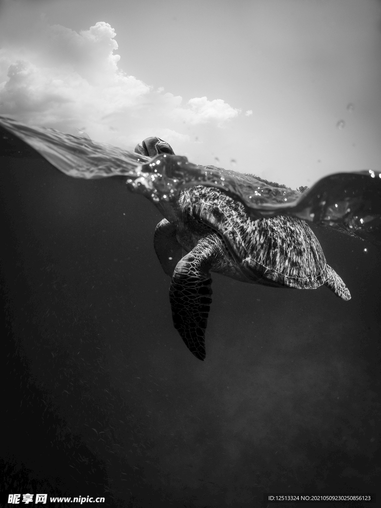 海龟
