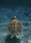 海龟