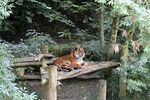 老虎