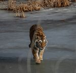 老虎