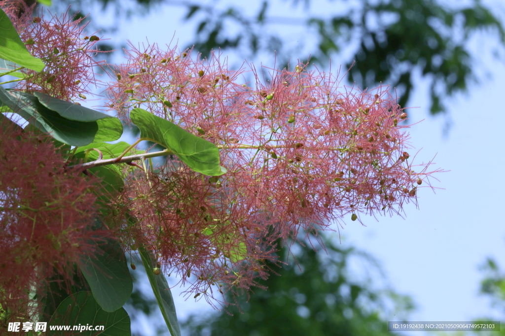 黄栌花