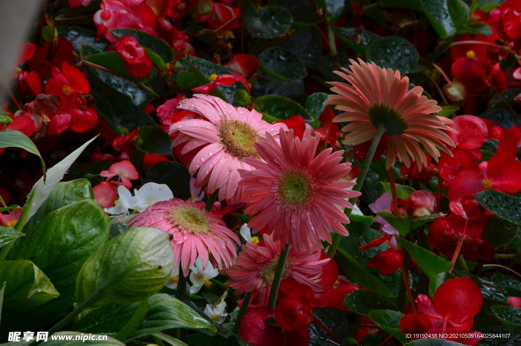 非洲菊 