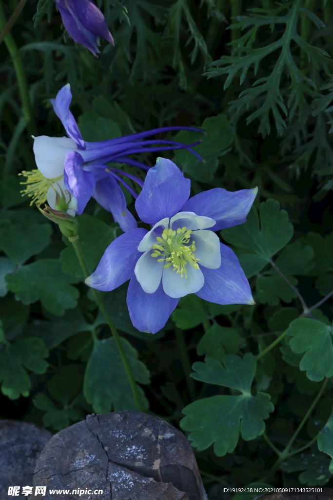 耧斗花 