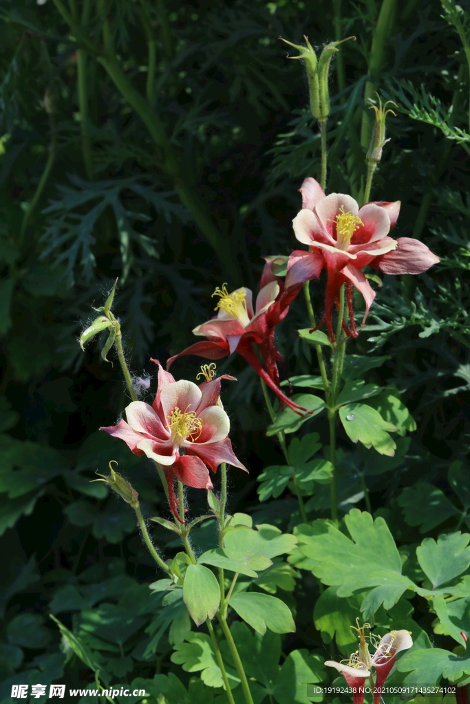  园林花卉