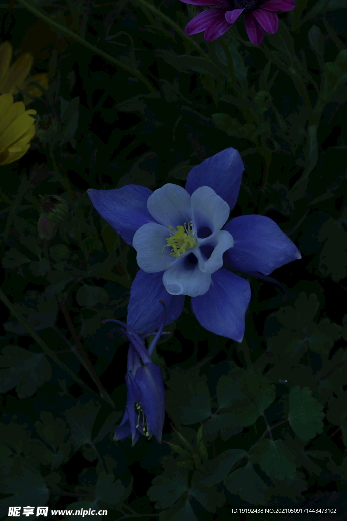 耧斗花