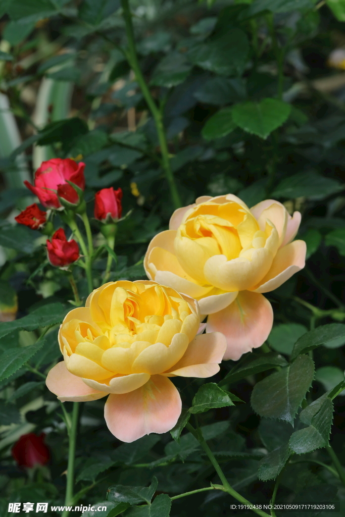 月季花 