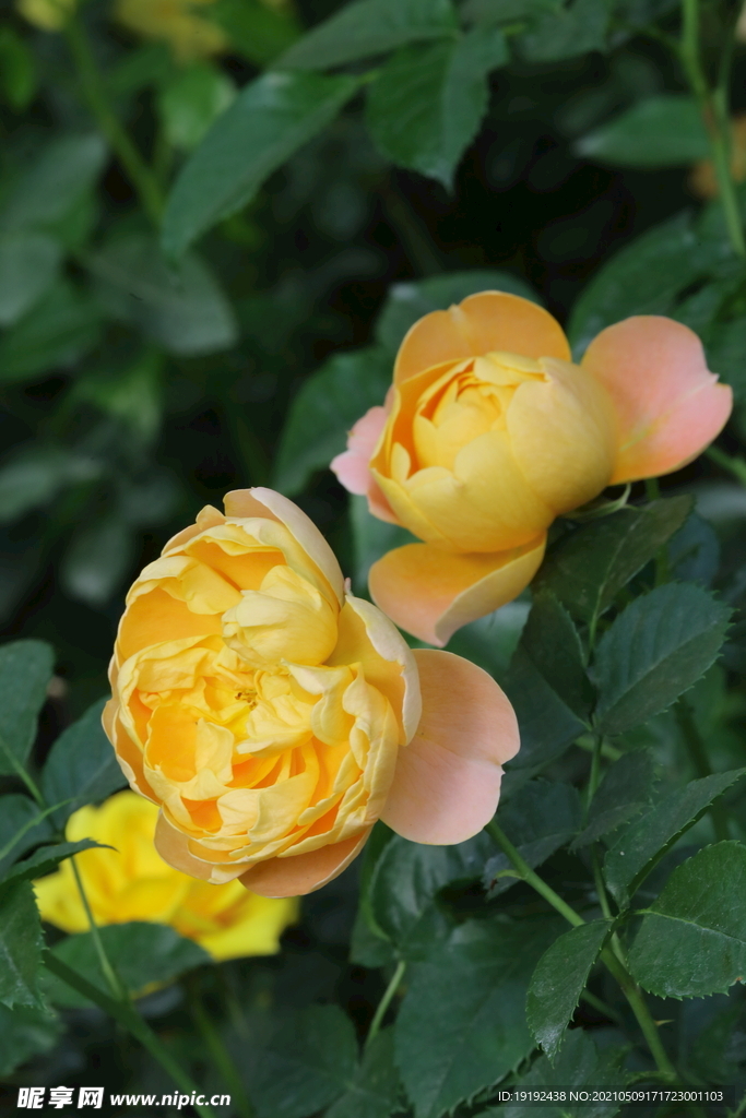 月季花 