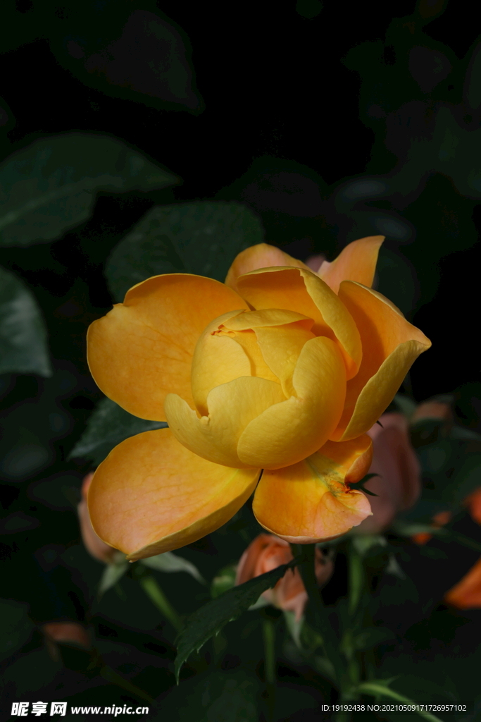 月季花 