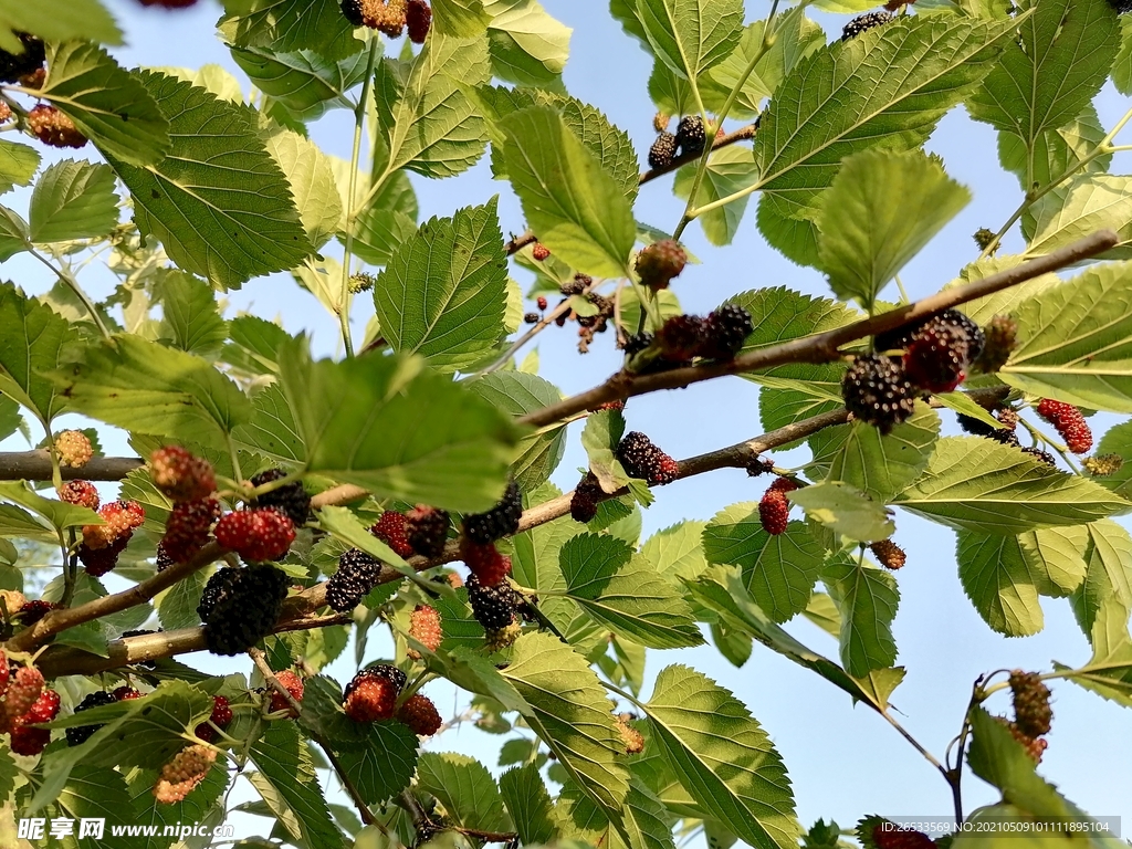 桑椹 桑果子 桑树 桑叶 夏天