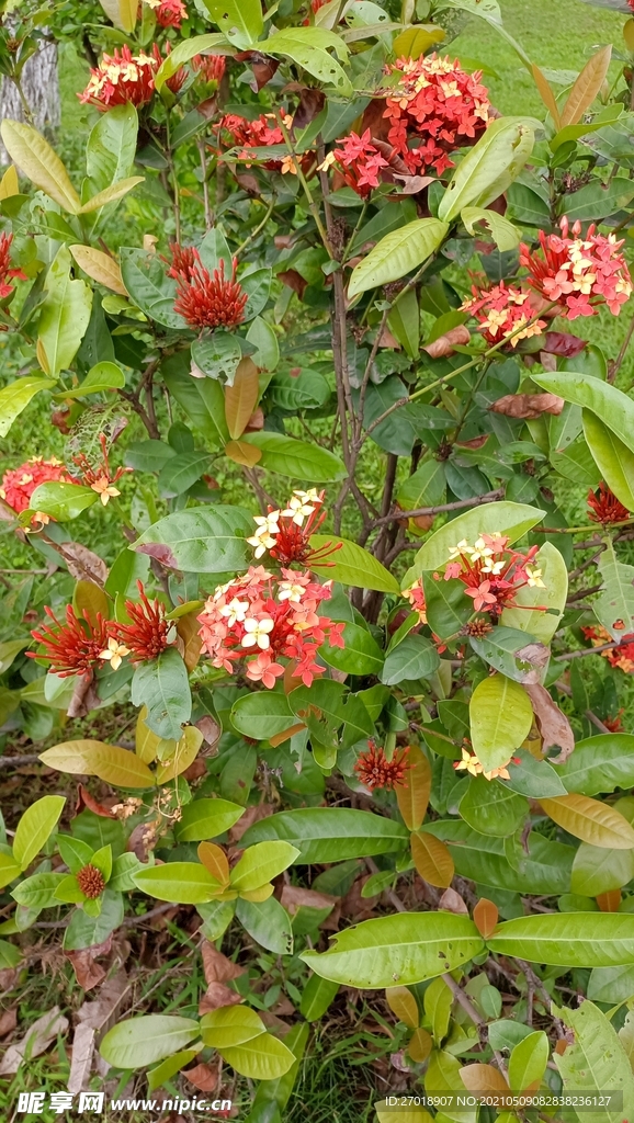 花草