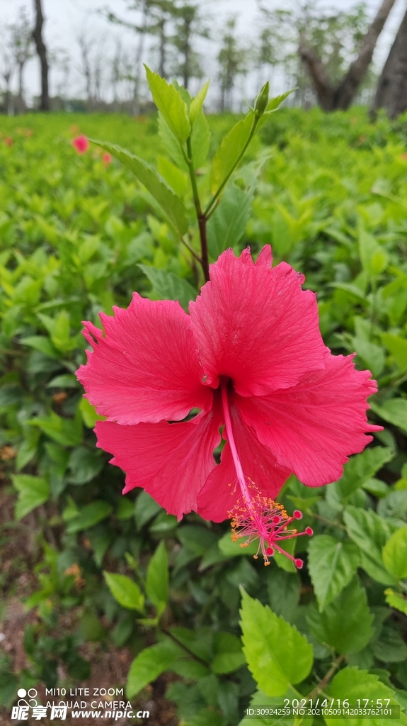 石竹花