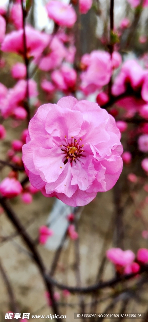 桃花 春风  粉色