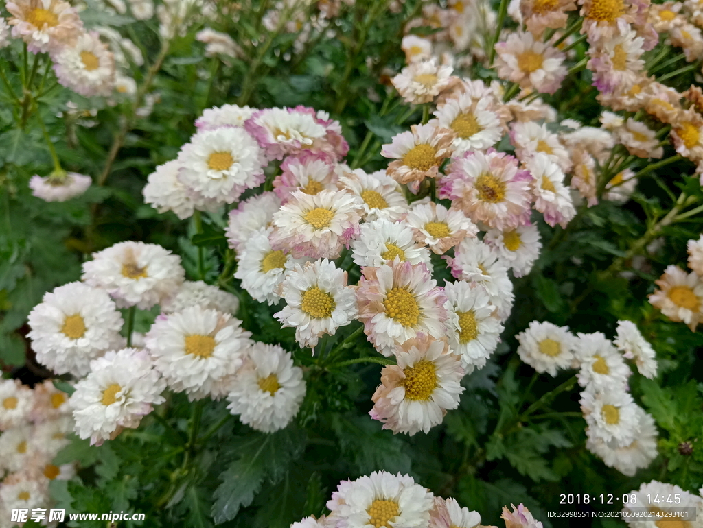 小白花