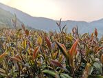 紫娟茶山