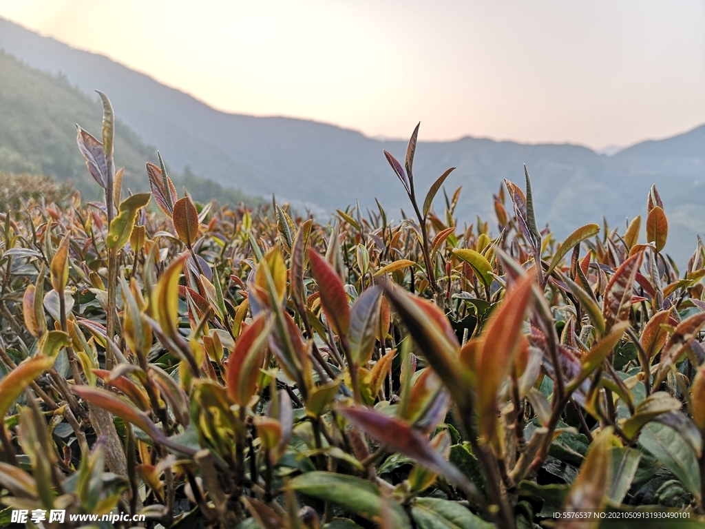 紫娟茶山