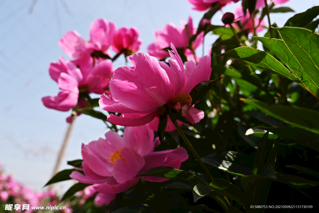 芍药