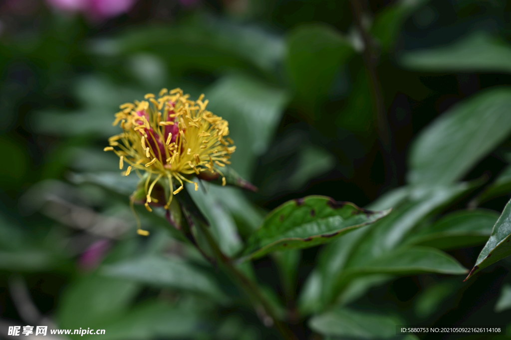 芍药
