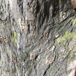树皮纹理