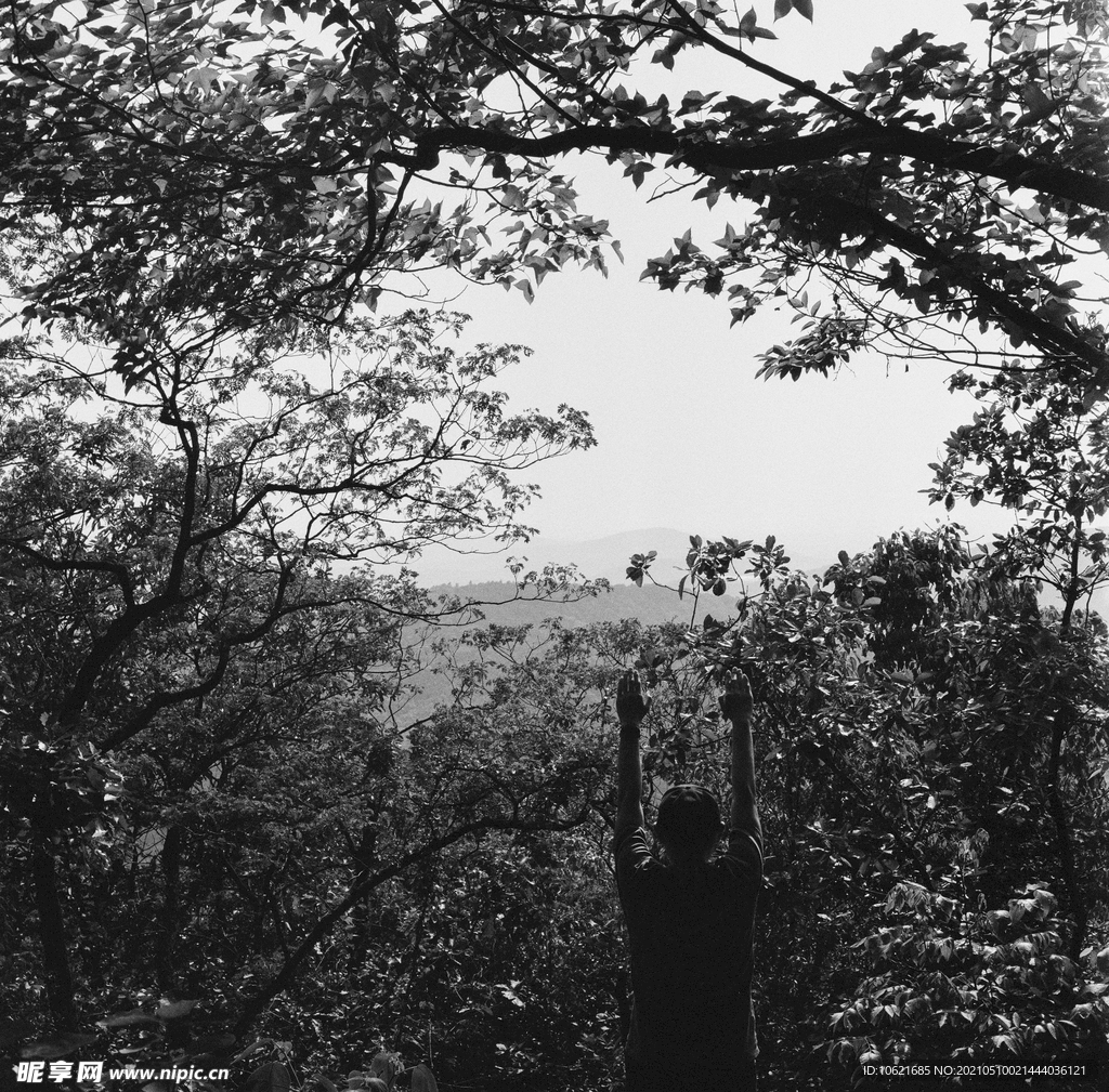 森林             