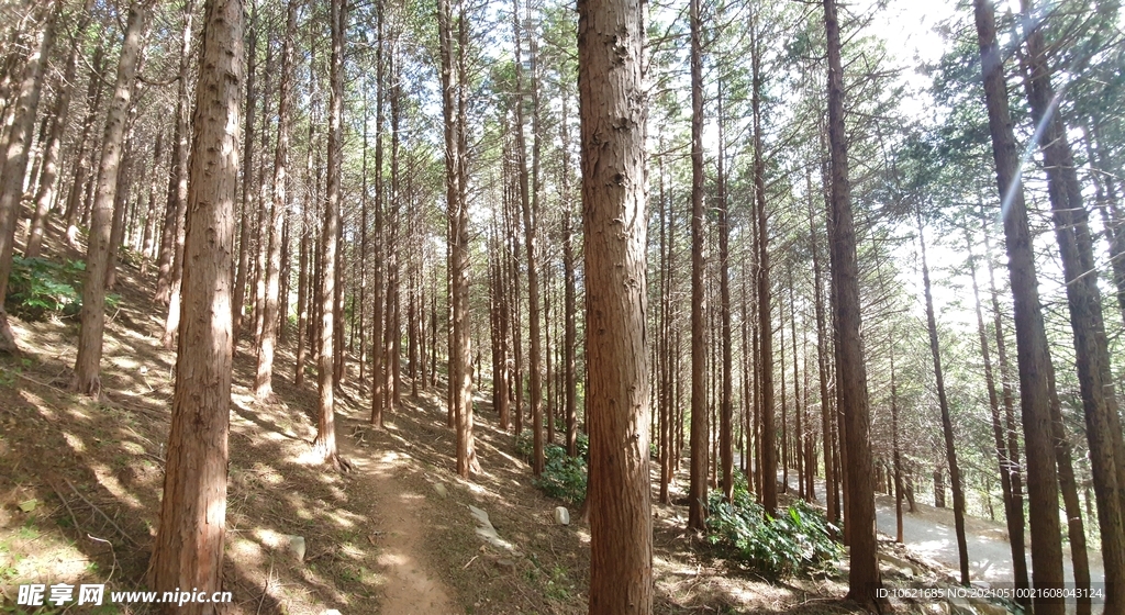 森林             