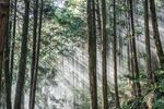 森林             