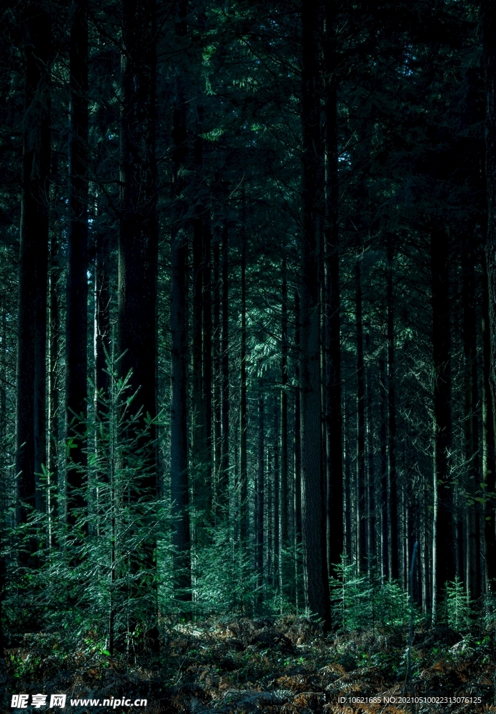 森林             