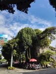 街道与大树