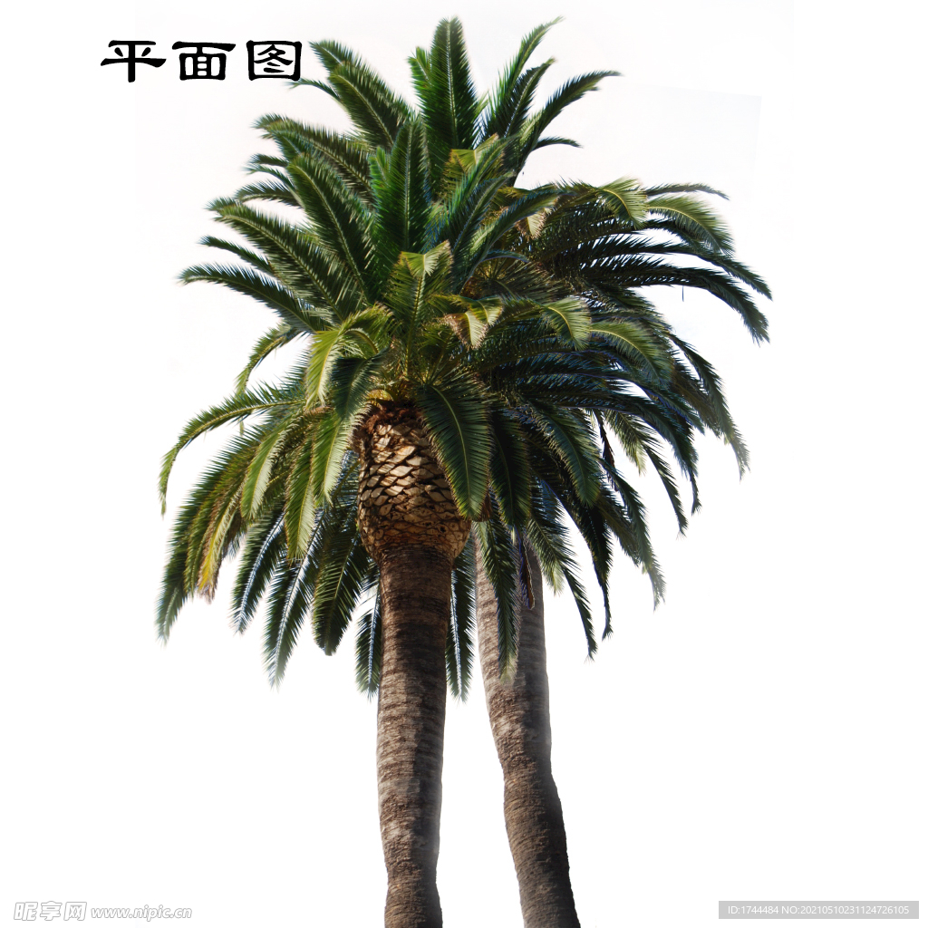 单棵棕榈树椰子树素材PSD