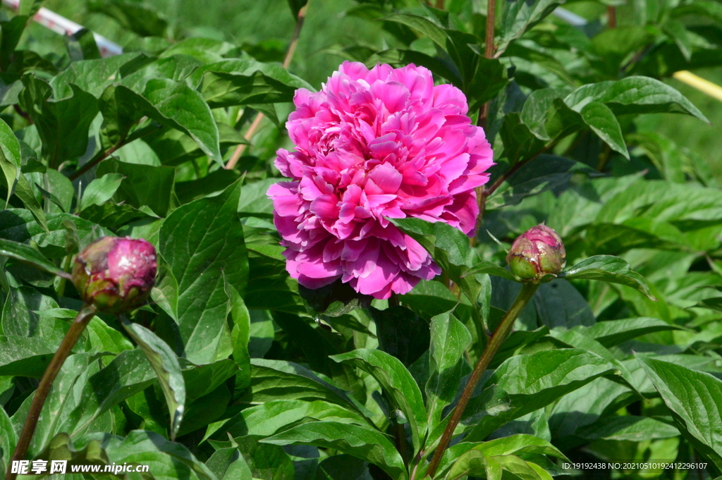 芍药花 