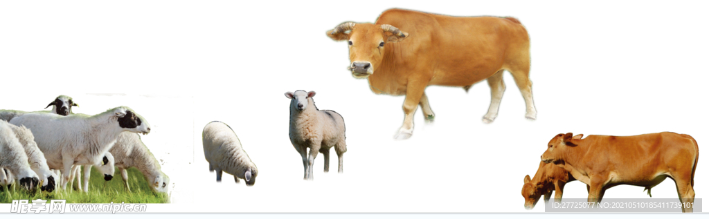 牛羊 牛羊包装素材 黄牛 绵羊